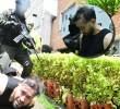Alias ‘El Capo’ fue capturado en Laureles. La Fiscalía se encargará de los trámites para su extradición. FOTOS Policía Metropolitana.