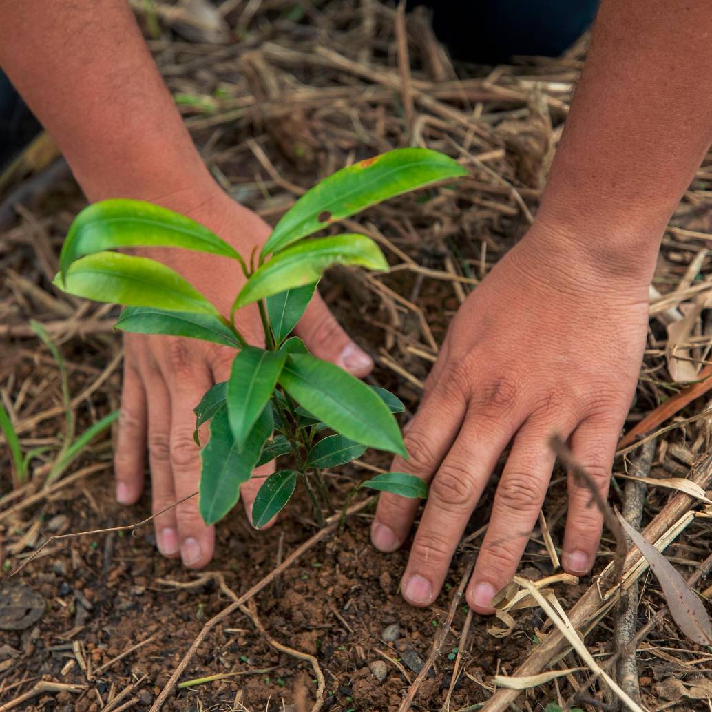 Ministerio de Ambiente radicó la reglamentación de la ley que obliga a las empresas a sembrar árboles. FOTO EL COLOMBIANO. 