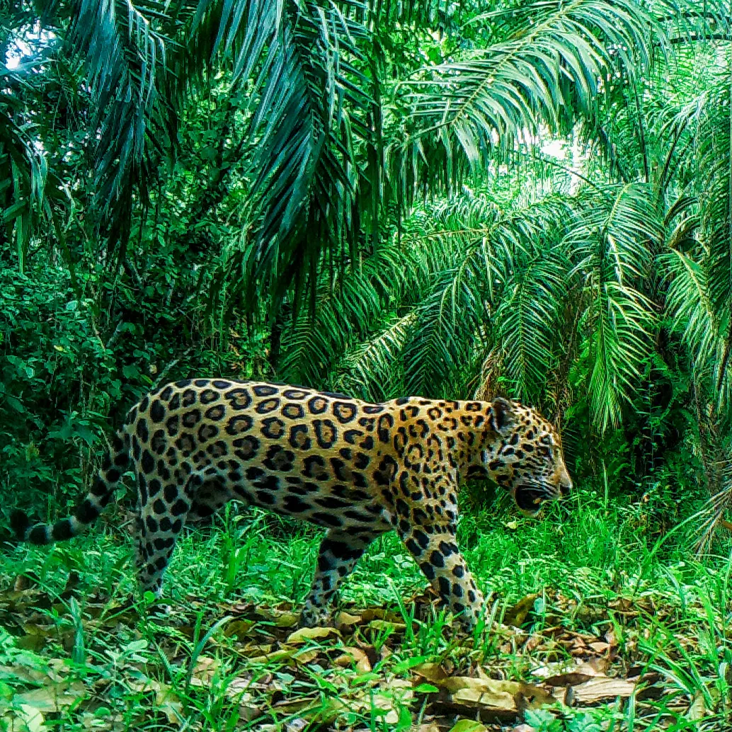 Pipatón, el macho alfa que domina las microcuencas de El Zarzal y la Vizcaína, en el Magdalena Medio, caminando entre cultivos. FOTO: CORTESÍA ESTACIÓN BIOLÓGICA JAGUAR IPACARAI
