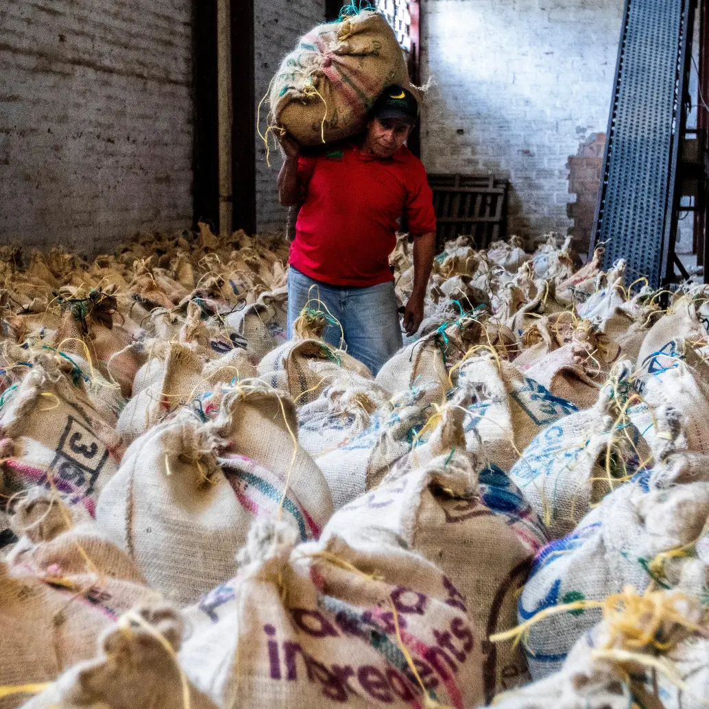 La Cooperativa de Caficultores de Andes reactivó cuatro puntos de compra de café y avanza en su proceso de recuperación tras superar gran parte de sus compromisos financieros. FOTO Julio César Herrera