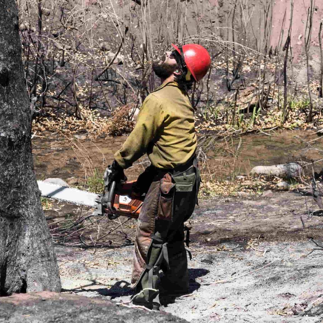 Un bombero mirando hacia arriba mientras tala un árbol. FOTO: Getty