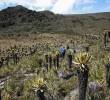 Páramo del Sol en el municipio de Urrao es uno de los ecosistemas más importantes del departamento. FOTO: Manuel Saldarriaga