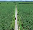 Para el cultivo de banano en Urabá están dispuestas unas 32.000 hectáreas, las cuales generan 100% de empleo formal. Foto: EL COLOMBIANO