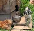 20 perritos se encontraban en las peores condiciones en esta finca de El Carmen de Viboral. FOTO: CORTESÍA