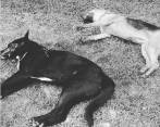Los dos perros muertos fueron hallados dentro de su propiedad, en el municipio de Guarne. FOTO: Cortesía Denuncias Antioquia.