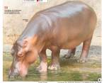 Los hipopótamos que se diseminan por el Magdalena configuran una amenaza contra la biodiversidad nativa del país. FOTO: JUAN A. SÁNCHEZ