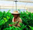 Los productores de limón Tahití están enfrentando una crisis de precios que los está obligando a cultiva con pérdidas. FOTO CAMILO SUÁREZ.