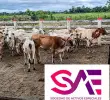 Las bitácoras clínicas individuales de los equinos hallados en las fincas detallaron la muerte y desnutrición grave de equinos en distintas fincas del país. FOTO<b> Cortesía</b>