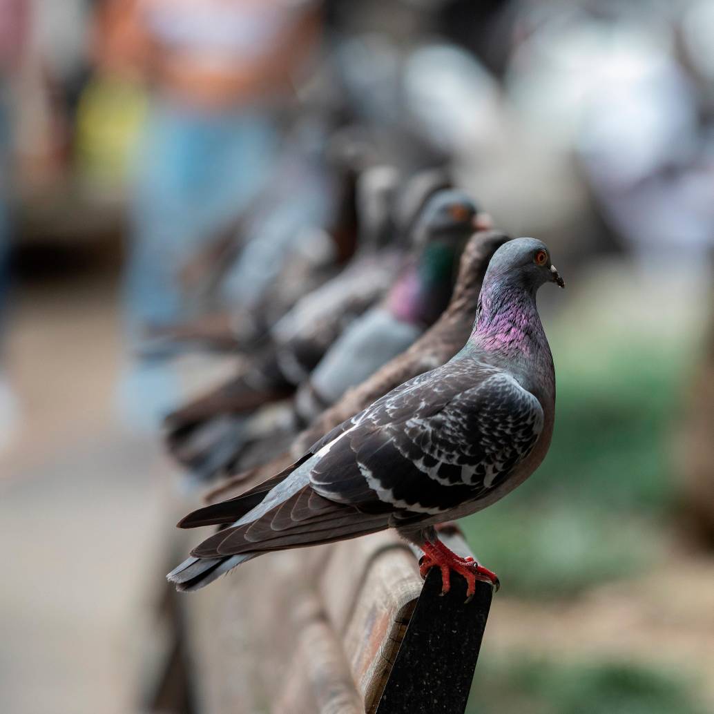 Desde 2018 la Universidad de Antioquia armó una estrategia para controlar el aumento de la población de palomas, hasta ahora, con buenos resultados. FOTO: EL COLOMBIANO