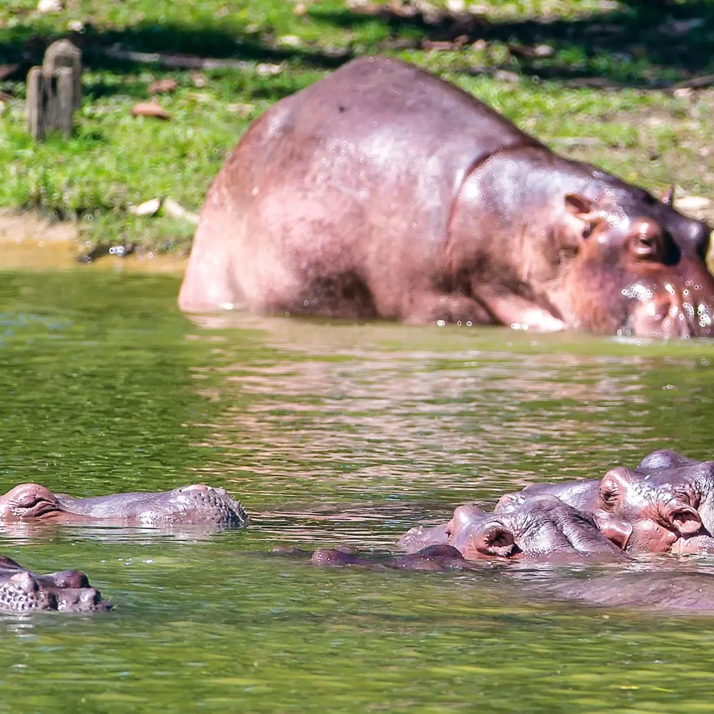 Desde que Pablo Escobar trajo los primeros hipopótamos desde Estados Unidos hace 40 años, ningún gobierno ha sido capaz de volver a montar a otro de estos individuos en un avión. FOTO Juan Antonio Sánchez