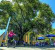 Ubicada en la Plazuela San Ignacio, esta es una de las ceibas más antiguas de Medellín con aproximadamente 150 años. Su “gemela”, también de la misma edad, está al otro costado del parque. FOTO MANUEL SALDARRIAGA
