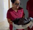 Autoridades investigan lo ocurrido durante la jornada de esterilización de mascotas hecha por una institución académica en Puerto Berrío, que cobró la vida de siete felinos. FOTO: CORTESÍA