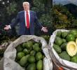 Productos como el café, el aguacate y otras frutas quedaron exentos de aranceles, sin embargo, podrían ser más. Foto: Camilo Suárez y Getty Images