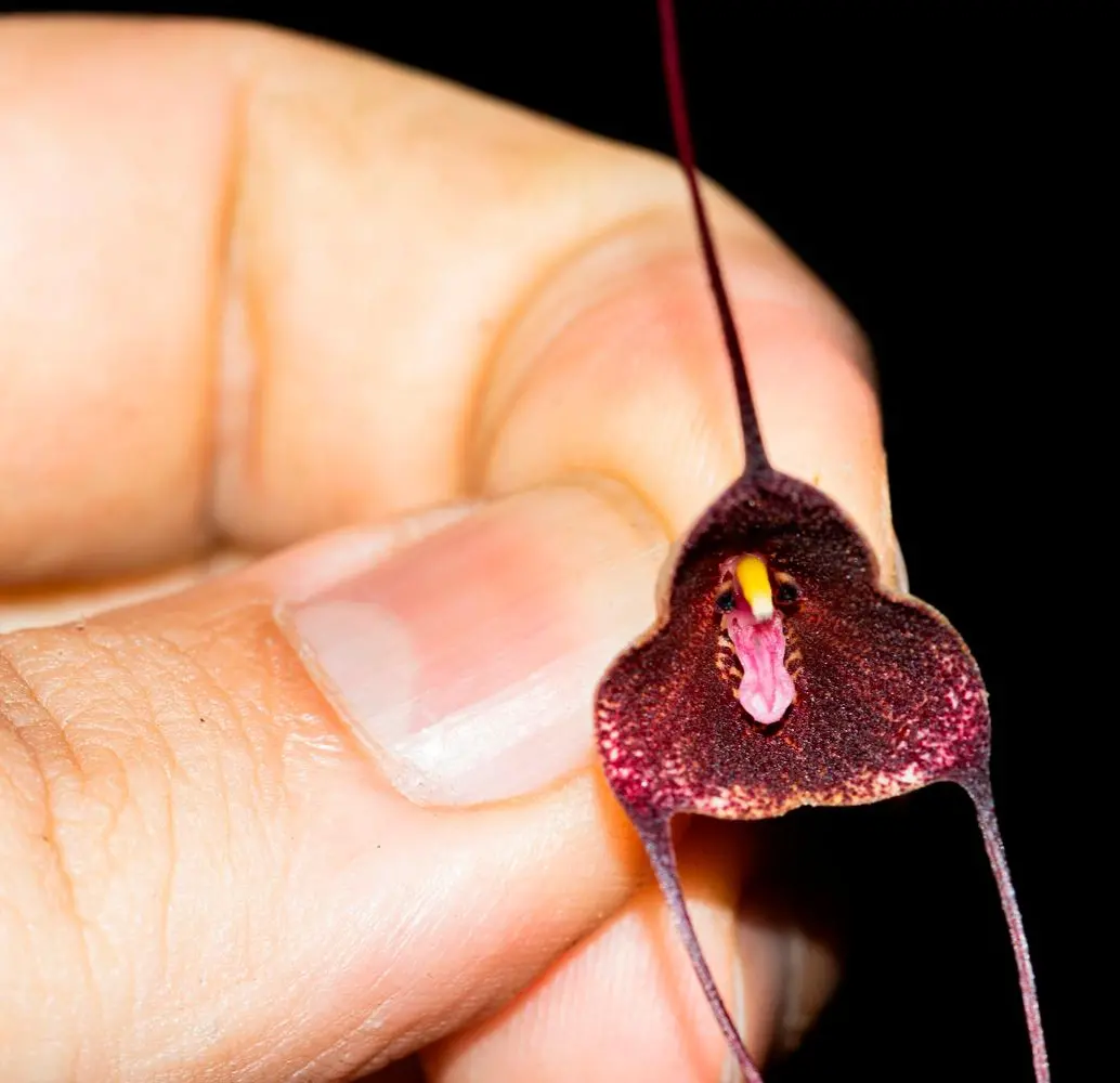 La <i>Drácula colombiana </i>fue descrita en 2025 tras años de estudios y se convierte en símbolo de la riqueza y fragilidad de los bosques nublados de Antioquia. FOTO cortesía Universidad de Antioquia