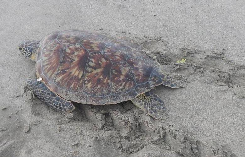 Tres de las siete especies de tortugas marinas que existen en el mundo llegan a Necoclí. FOTO @acaetur