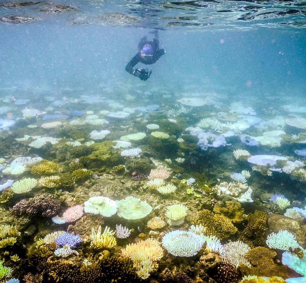 La protección y conservación de la Gran Barrera de Coral requiere acciones coordinadas a nivel global, incluyendo la reducción de las emisiones de gases de efecto invernadero y la implementación de estrategias de adaptación y mitigación. Foto: GETTY