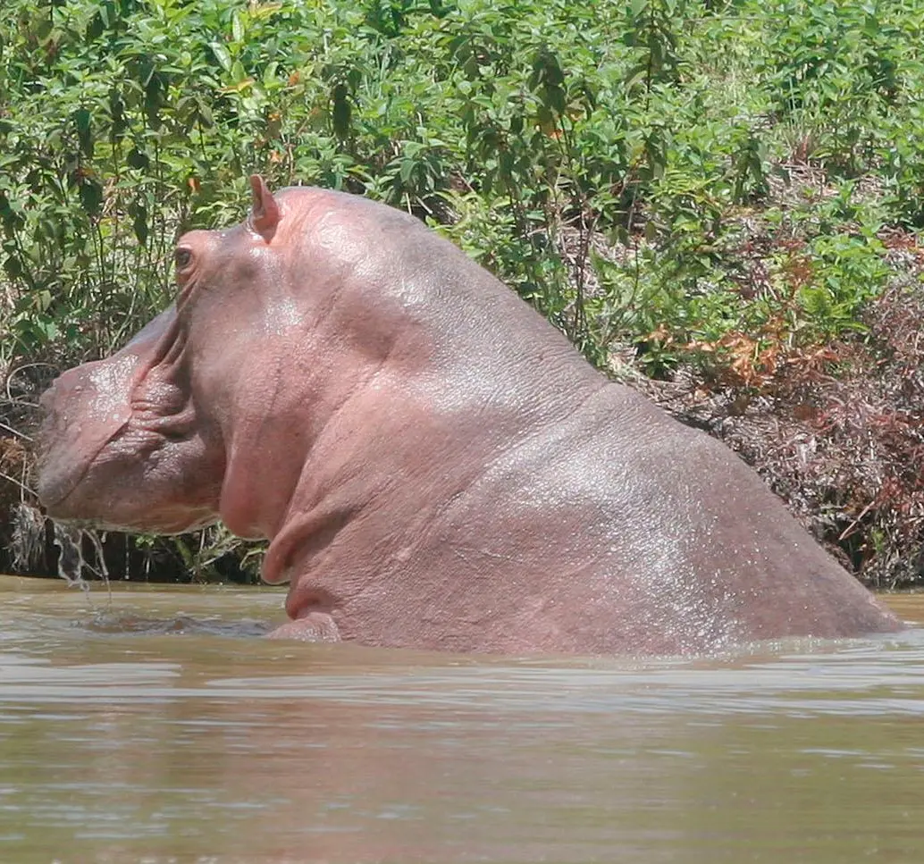 La problematica con los hipopótamos en el Magdalena Medio se volvió un tema de difícil control por la falta de depredadores y por los perjuicios ambientales que están generando. FOTO: <b>JUAN ANTONIO SÁNCHEZ</b>