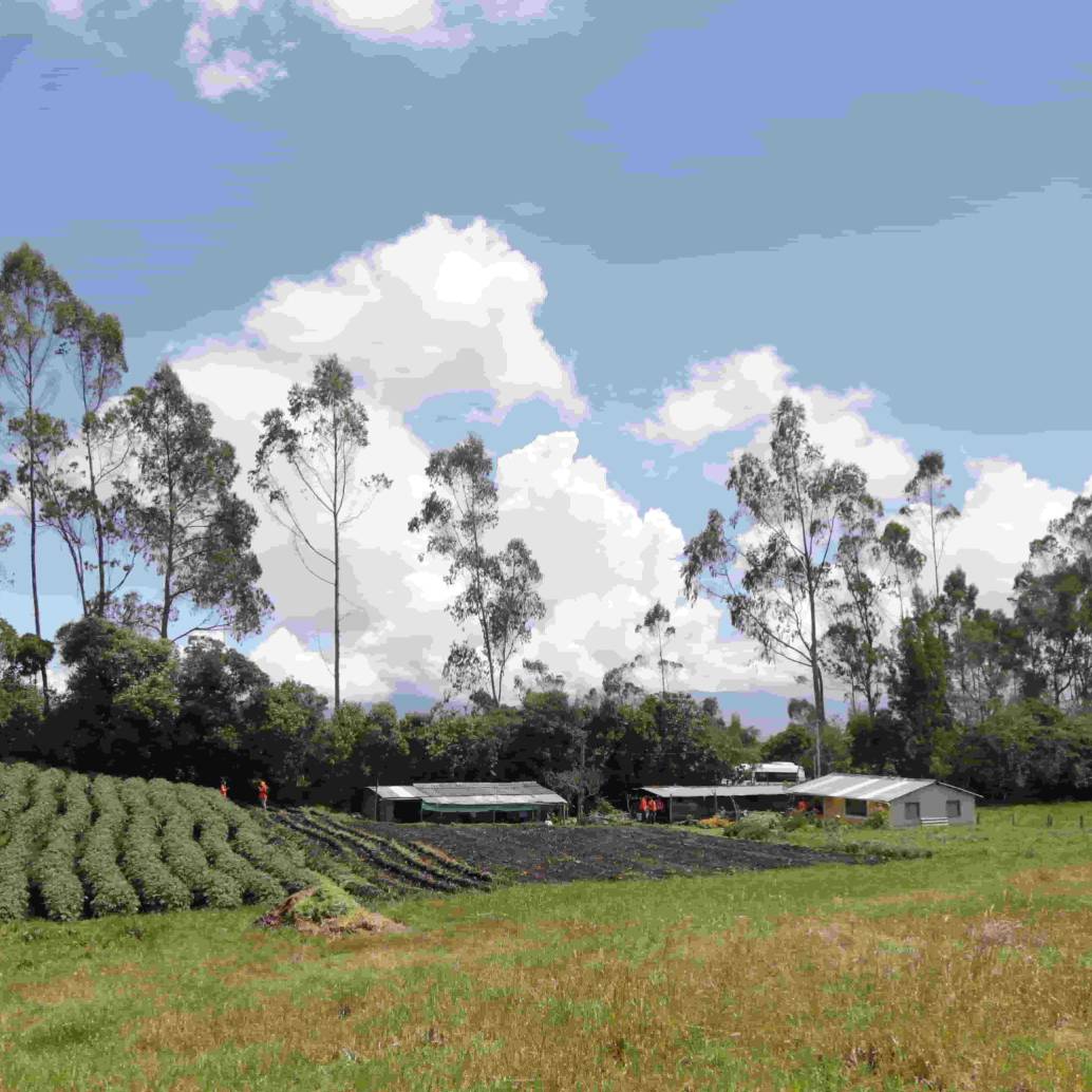 El Gobierno busca adquirir los predios rurales en las zonas priorizadas para la reforma agraria. Foto: Colprensa