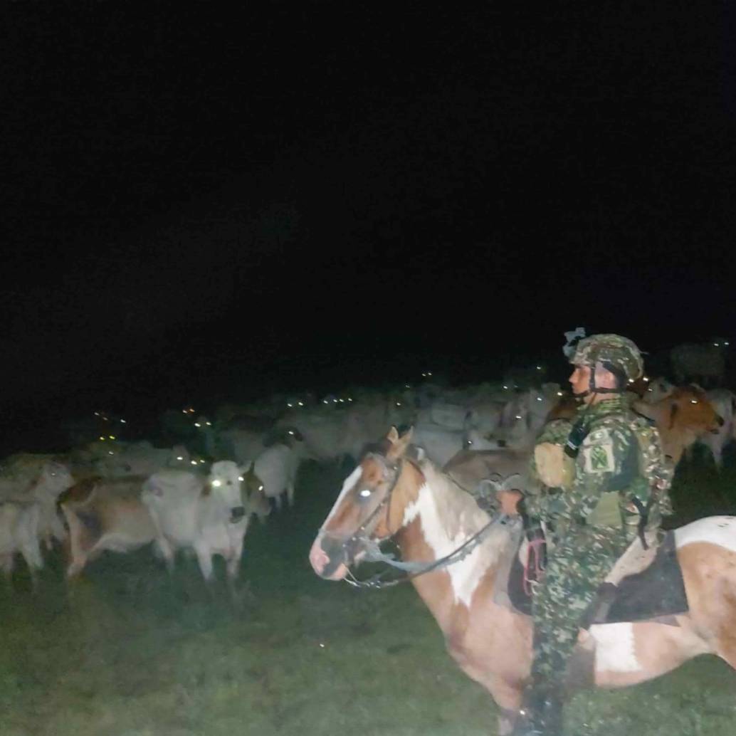 Ganado que fue robado a un empresario en Arauca. Foto: FF. MM