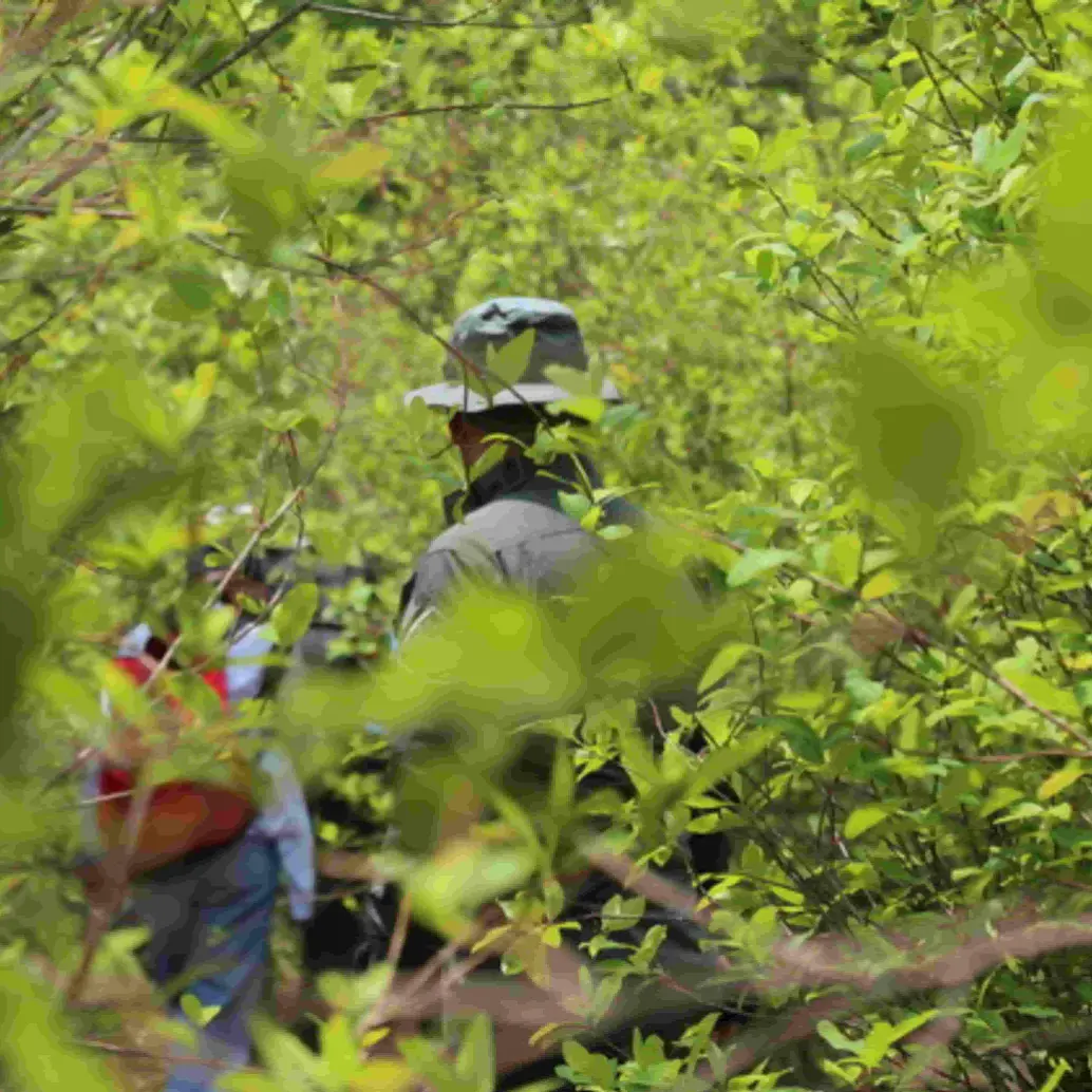 Colombia se rajó ante Estados Unidos en la lucha contra la coca. Foto: Colprensa