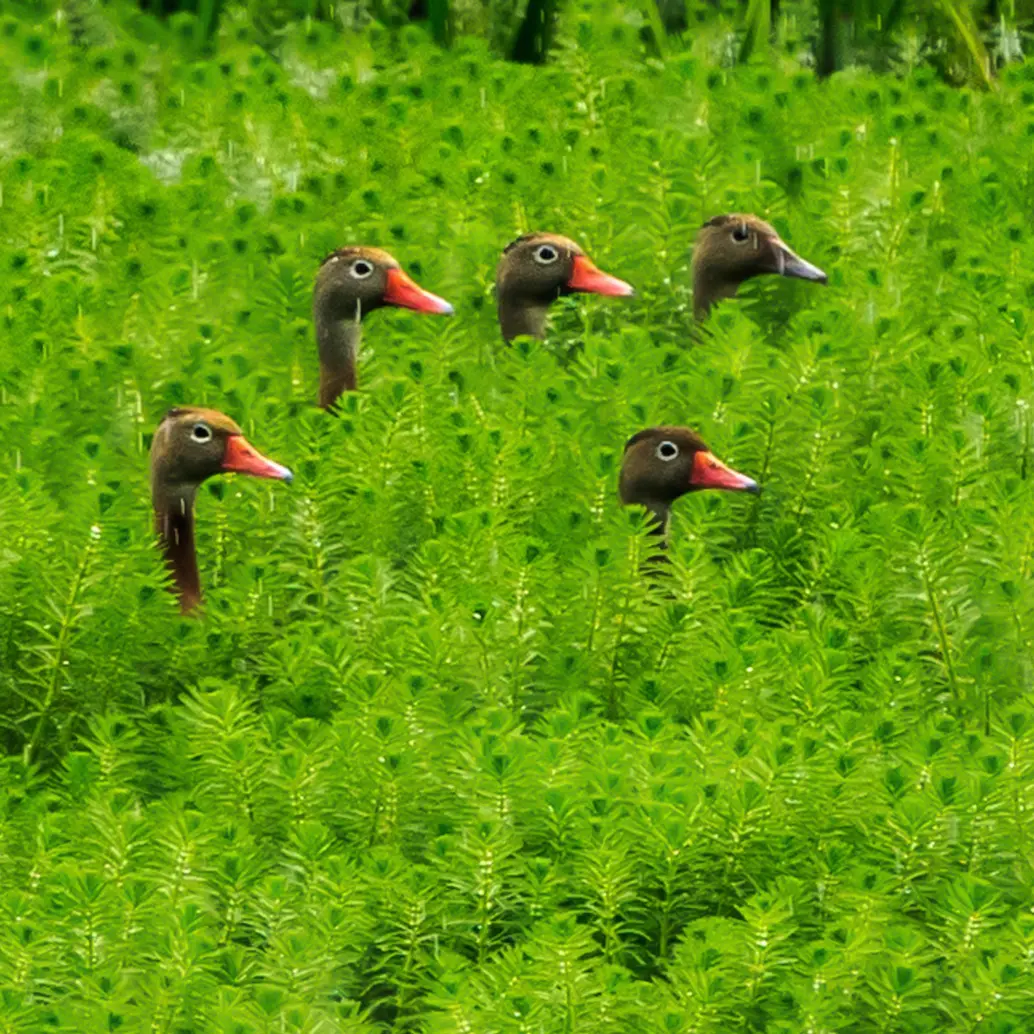 Los patos silbadores, una de las especies que depende de la buena salud de estos humedales. FOTO: CAMILO SUÁREZ
