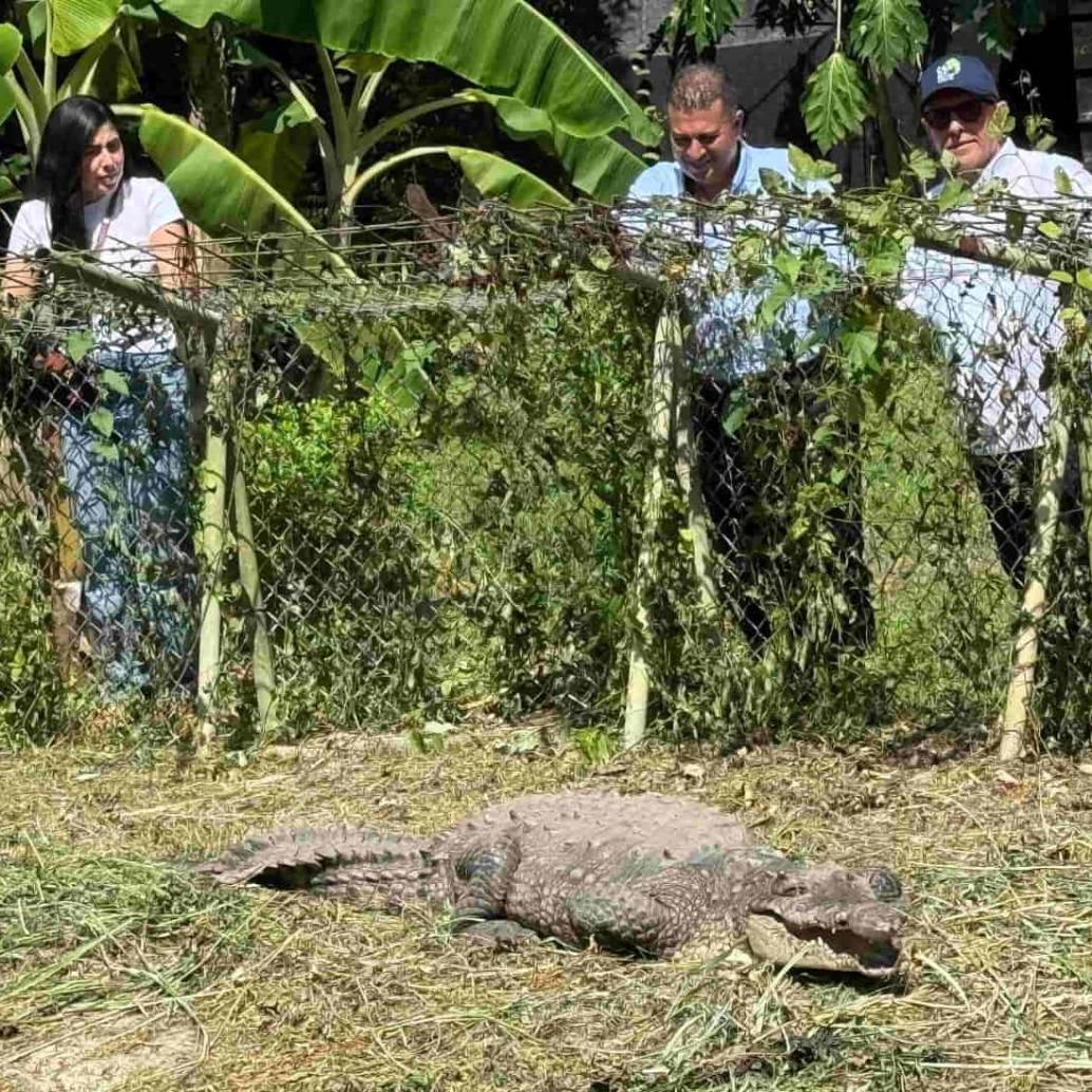 El cocodrilo de 2.67 metros completamente desarrollado, vivía en el patio de una casa en Palmira Valle del Cauca. FOTO: Cortesía