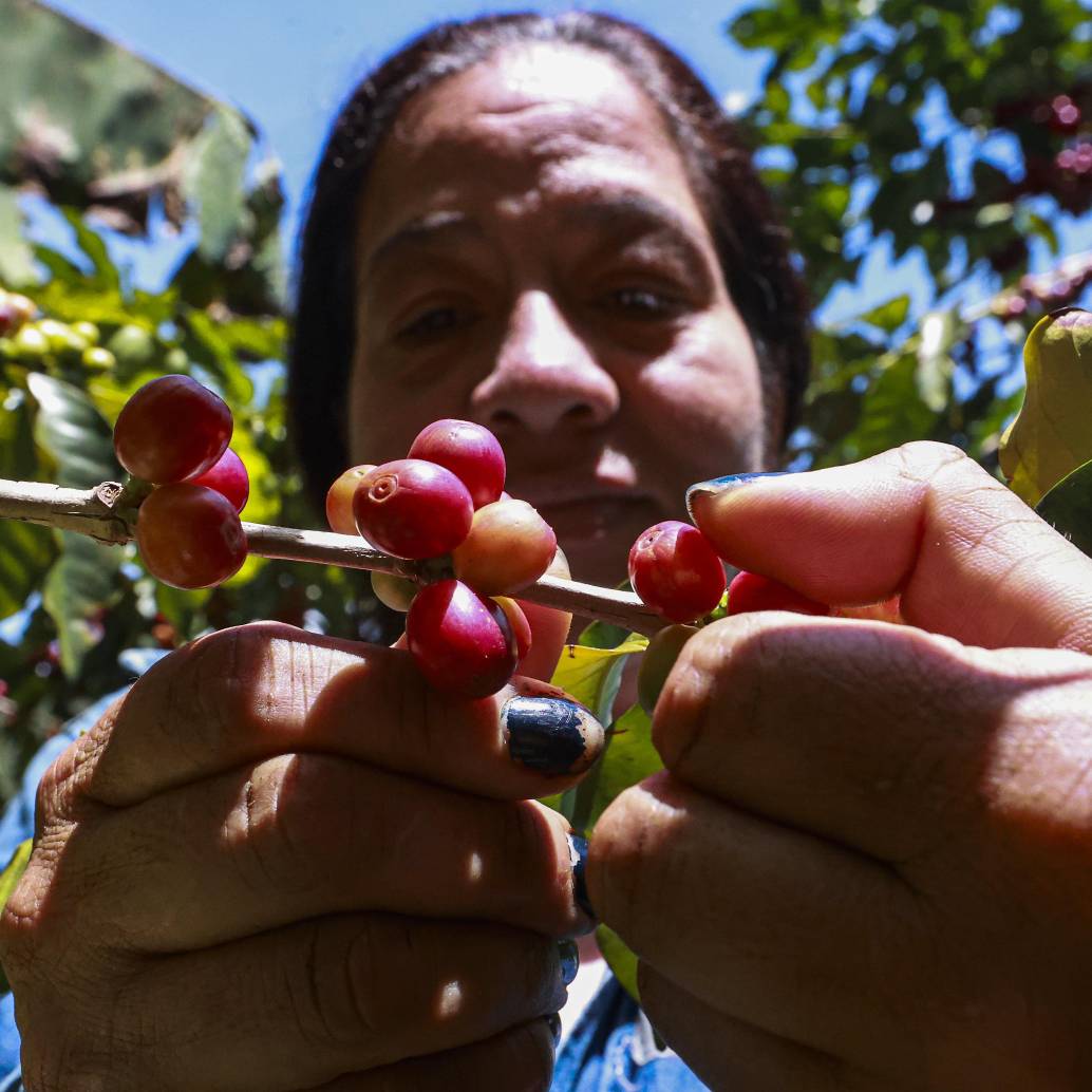 Colombia mantuvo su lugar como el tercer productor de café del mundo, con una participación cercana al 10% de las exportaciones globales, solo por detrás de Brasil (33,5%) y Vietnam (11,7%). Foto: Manuel Saldarriaga