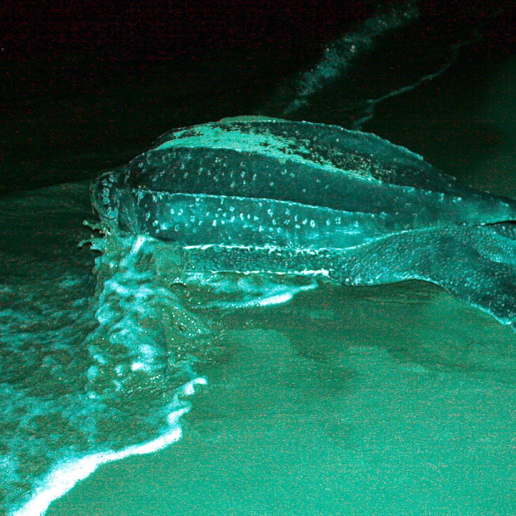 Tortuga Caná visitando una de las playas del Urabá antioqueño. FOTO: Archivo EL COLOMBIANO