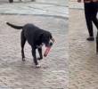 El perrito salió del D1 llevando un salchichón en el hocico. FOTO: captura de video.