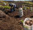 Las papas sobresalen por observar una variación de 78,24% en el año, muy por encima del promedio nacional de inflación. FOTO EL COLOMBIANO