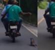 La zarigüeya fue arrastrada varios metros por hombres que viajaban en una moto. Foto: Captura de video