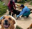 En una acción conjunta sin precedentes en el departamento, el grupo Gelma de la Fiscalía, la Policía Nacional y el Instituto de Protección y Bienestar Animal de Cundinamarca intervinieron una vivienda donde permanecían hacinados más de 300 perros. FOTO: Fiscalía General de la Nación