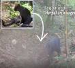 El jaguarundí pasando por una d las cámaras trampa de la zona de reserva. FOTO: Cortesía Alcaldía de Itagüí