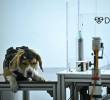 Este es uno de los perros entrenado por la startup Dognosis en Bangalore, India. El animal usa un casco con sensores para olfatear muestras de aliento humano y detectar cáncer. FOTO AFP