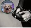 La nueva ley establece penas de hasta 55 meses de prisión para quienes incurran en actos de zoofilia. FOTO: Magnific, Colprensa.