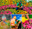 Este año el tapete de flores festeja 15 años con grandes piezas que en otro momento fueron el diseño principal de esta actividad. FOTOS Camilo Suárez.