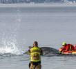 Esta es la ballena jorobada varada en aguas poco profundas mientras equipos de rescate intentan devolverla al mar. Su estado empeora con el paso de las horas. FOTO: Ulrich Perrey / DPA Picture-Alliance via AFP