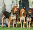 Este perro de orejas largas proviene de un linaje que es resultado de más de 200 años de cruces entre diferentes ejemplares. FOTO: Asociación Club del Sabueso Fino Colombiano