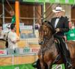 Además de impulsar el turismo durante la Feria de las Flores, el evento posiciona a Colombia como referente internacional de una industria que exporta cerca de 1.200 caballos al año. Foto: Cortesía