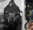El animal presentaba, además de la herida por el disparo, una fractura grave en su miembro inferior izquierdo, anemia severa y dolor intenso. Foto: Cortesía