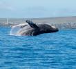 Cada año, más de 3.000 ballenas yubarta llegan al Pacífico colombiano para reproducirse y dar a luz, convirtiendo estas aguas en uno de sus corredores migratorios clave. FOTO Pixabay