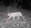 Gatos y perros atacan a fauna silvestre si no se quedan en casa. Foto: CVC.