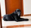 Max, perrito al que le aplicaron la inyección porque estaba muy viejito y no podía caminar. Foto: Archivo personal