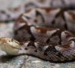La mapaná es la serpiente con la mayor cantidad de casos de mordidas en el Valle de Aburrá. Para remediarlo, los expertos recomiendan manejar bien las basuras y no matar a sus depredadores (zarigueyas y otras serpientes). Foto Camilo Suárez.
