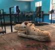 <span class=mln_uppercase_mln>Un</span><b><span class=mln_uppercase_mln> dormitorio de estudiantes en la escuela católica St. Mary’s en la ciudad de Papiri en Nigeria donde permanecen secuestrados decenas de alumnos. FOTO: AFP</span></b>