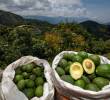 “Necesitamos seguridad para transportar la fruta hacia los puertos”: Mejía