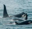 La población de ballenas del mar de Salish está en peligro de extinción. En el último censo, el año pasado se contabilizaron solo 73 ejemplares. Foto Getty.