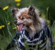 Tristeza por la muerte de Lazare, a sus 30 años y considerado el perro más viejo del mundo. FOTO: AFP