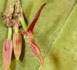 <i>Pleurothallis moniquirensis</i>, orquídea descubierta en la Serranía del Peligro. FOTO cortesía
