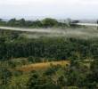 El gobierno De la Espriella ha propuesto volver a utilizar la fumigación aérea, pero deben cumplirse varios requisitos. Foto: Reuters
